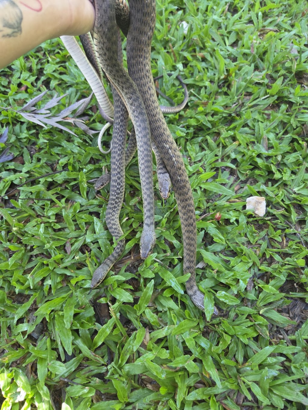 Ill Catch It Snake Catchers | 747 Dulguigan Rd, North Tumbulgum NSW 2490, Australia | Phone: 0474 280 344