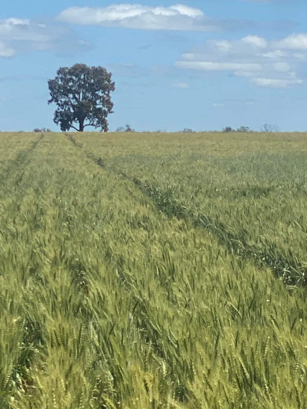 Matt Ward Agricultural Consulting | Tomingley, Narromine Rd, Narromine NSW 2821, Australia | Phone: 0418 665 676