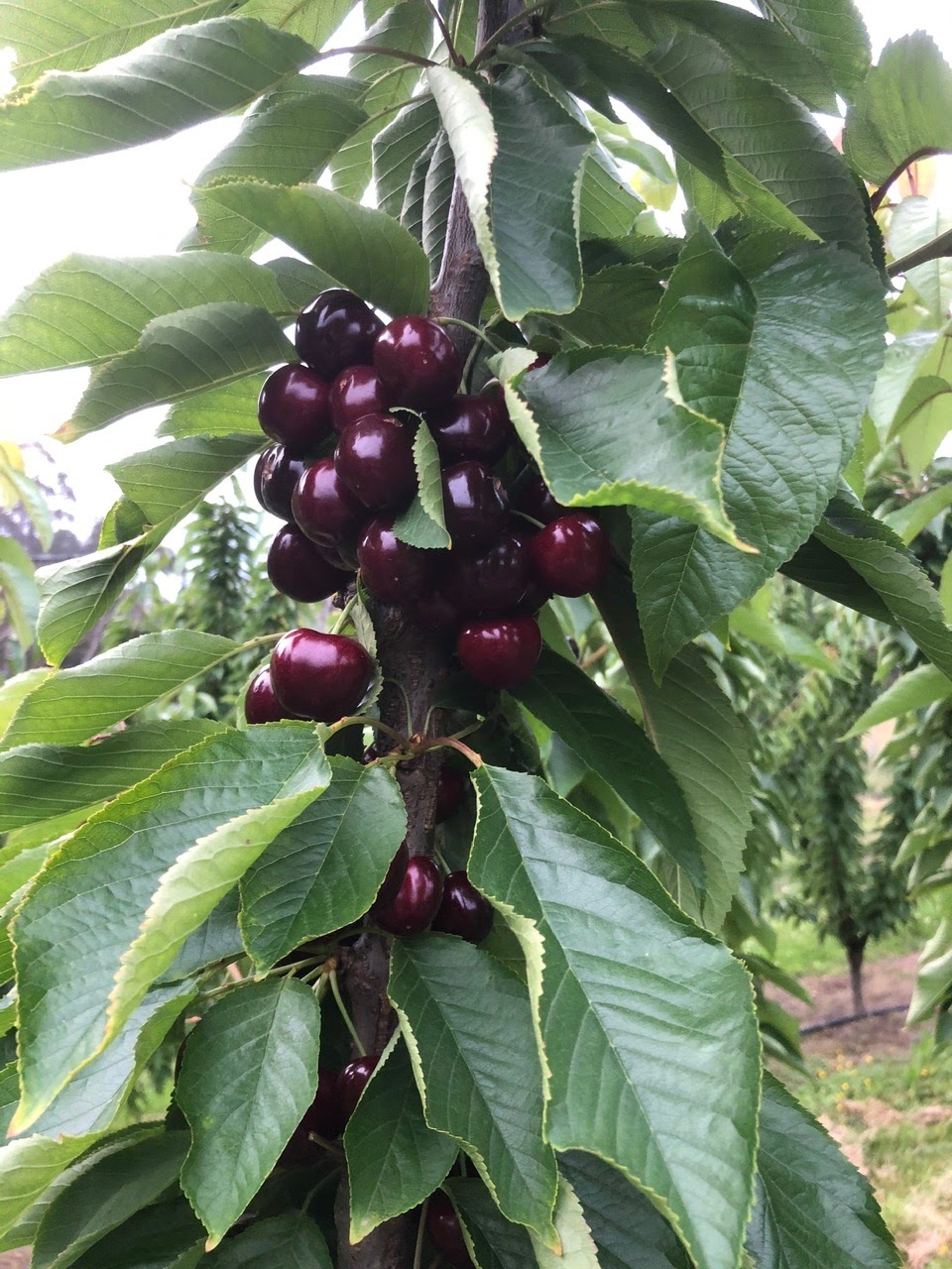 Franklin Cherries- Tasmania | 80 Maxfields Rd, Franklin TAS 7113, Australia | Phone: 0417 595 300