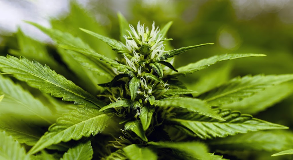 Tristania Farm | 25 Kirkland Rd, Nimbin NSW 2480, Australia | Phone: 0438 420 091