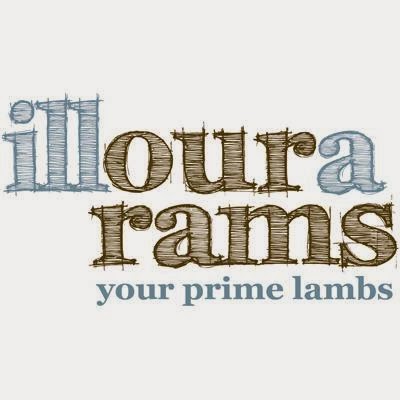 Illoura White Suffolk Sheep Stud | 392 Old Dukes Hwy, Moorlands SA 5301, Australia | Phone: 0407 580 925