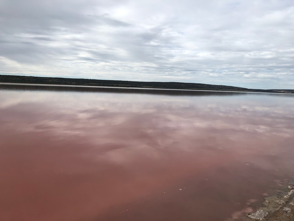 Pink Lake | park | Port Gregory Rd, Gregory WA 6535, Australia