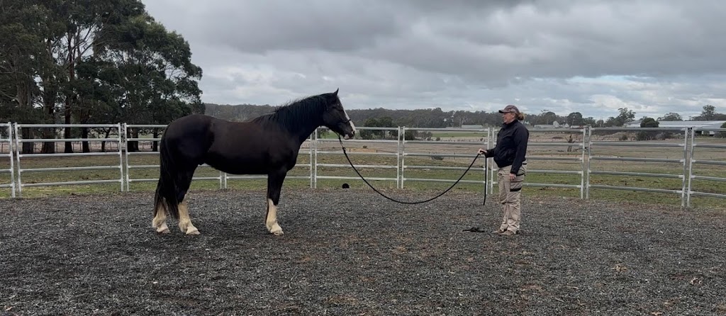 Harmony Horsemanship | 49 Watts Ct, Ross Creek VIC 3351, Australia | Phone: 0409 536 159