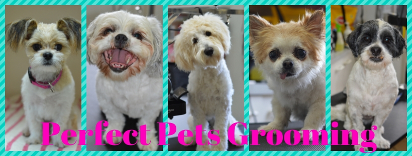 Perfect Pets Grooming | 164 Wandobah Rd, Gunnedah NSW 2380, Australia | Phone: 0484 660 146