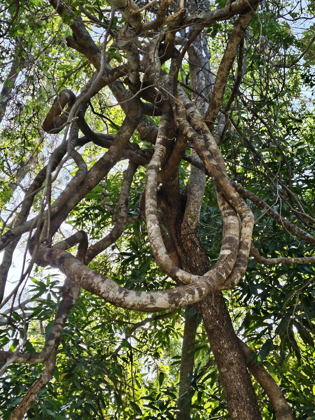 Cattle Camp, Sarina Qld | 182 W Plane Creek Rd, Sarina QLD 4737, Australia | Phone: 0488 546 370