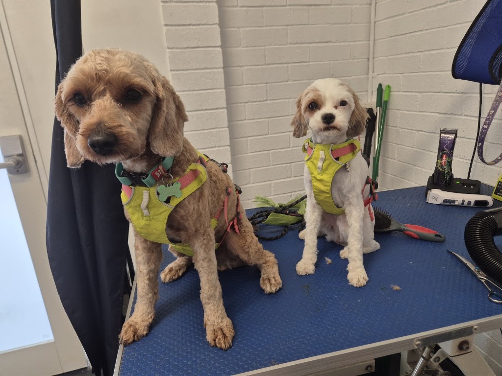 Affordable Pet Care | 37A Mary St, Grafton NSW 2460, Australia | Phone: 0426 964 876