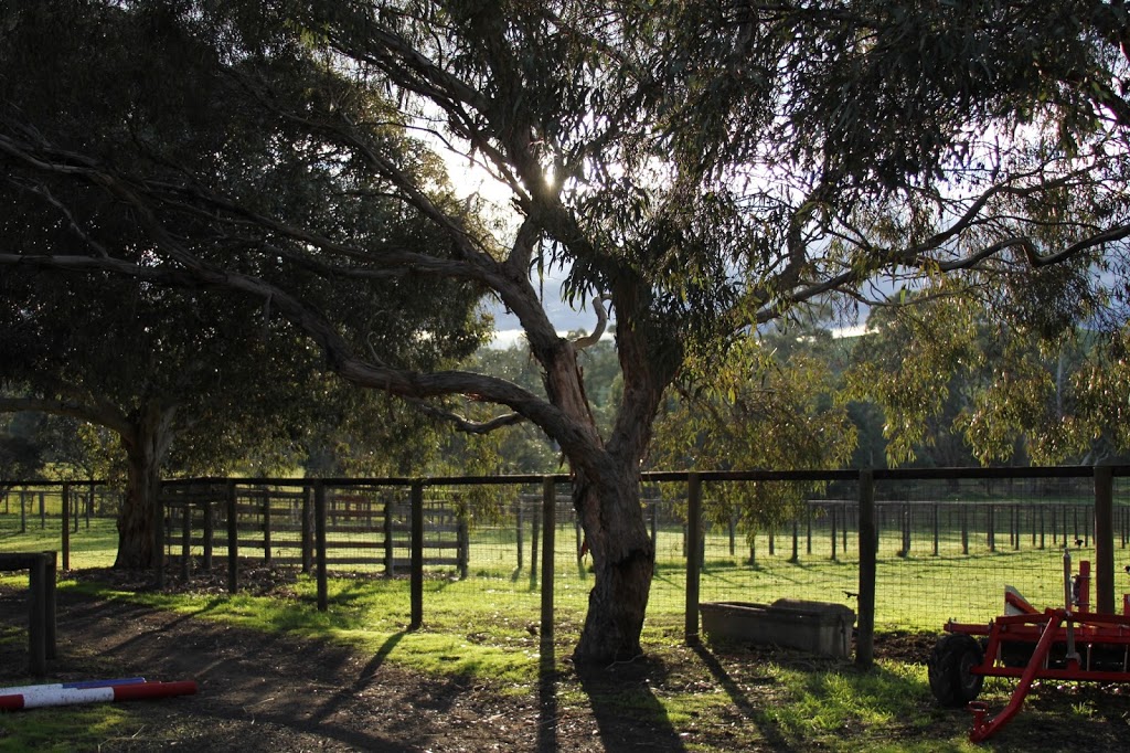 Arragon Homestead Riding and Agistment | 32 Homestead Rd, Wonga Park VIC 3115, Australia | Phone: (03) 9722 1252