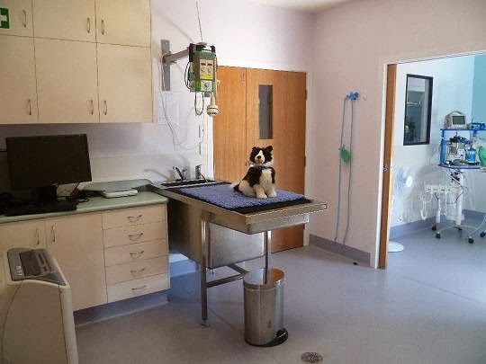 Bangalow Holistic Veterinary Care | veterinary care | 4 Ballina Rd, Bangalow NSW 2479, Australia | 0266870675 OR +61 2 6687 0675