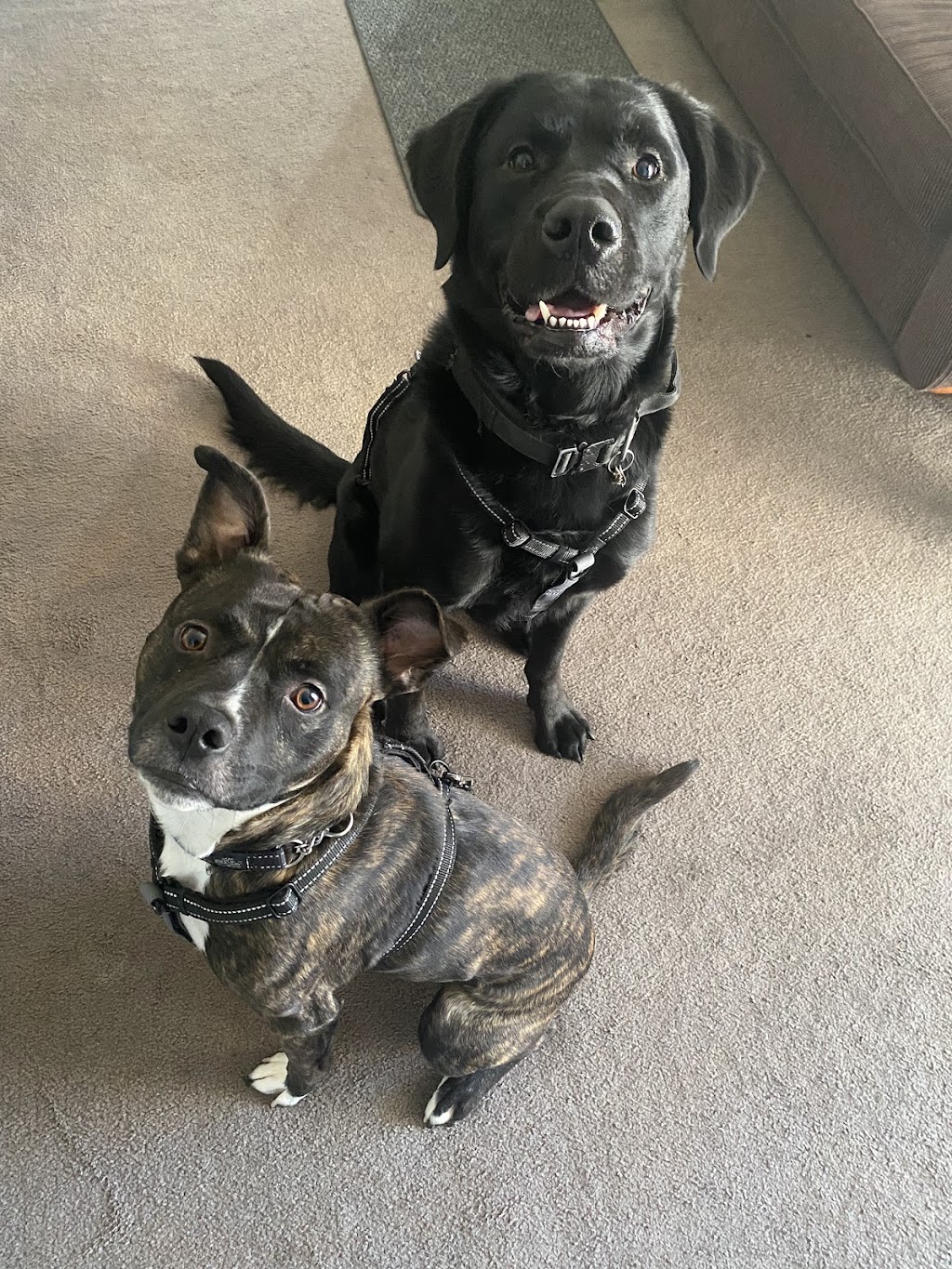 Sit, Stay, Succeed ! Dog training | Surrounding, Beechworth VIC 3747, Australia | Phone: 0468 840 675