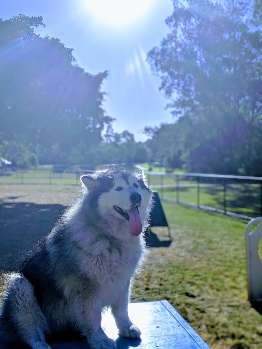 Windemere Road Dog Off Leash Park | park | Alexandra Hills QLD 4161, Australia