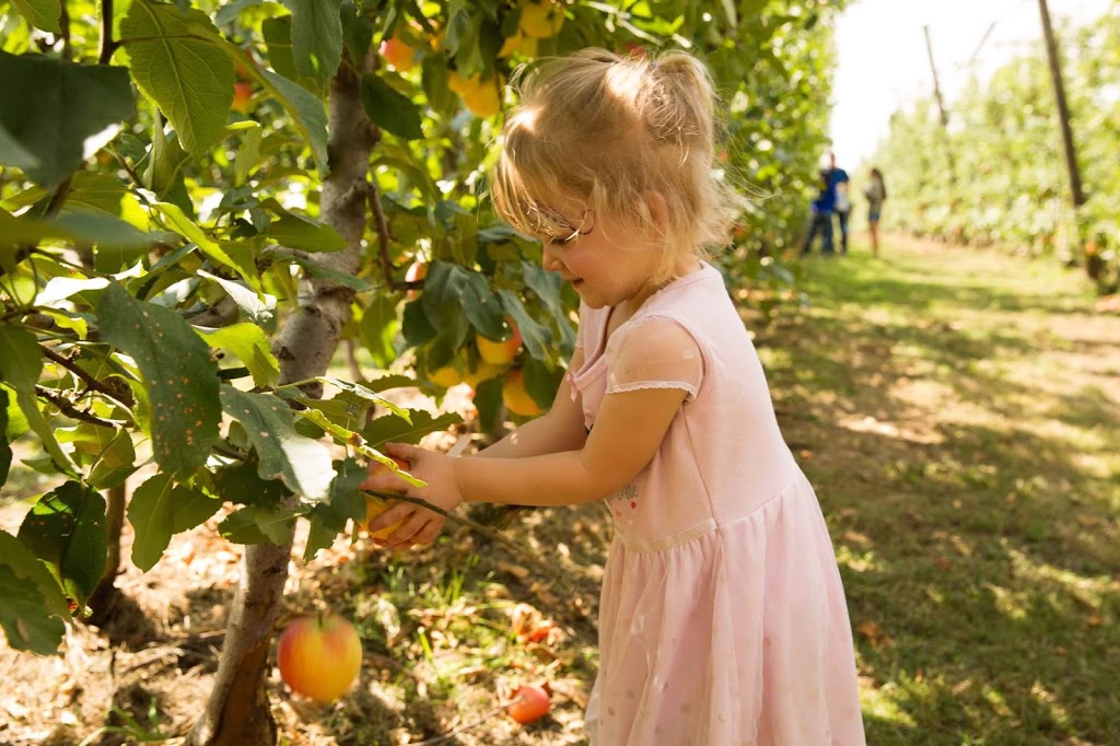 Sanders Apples (U-Pick and Tours) |  | 1020 Yarra Junction-Noojee Rd, Three Bridges VIC 3797, Australia | 0430589310 OR +61 430 589 310