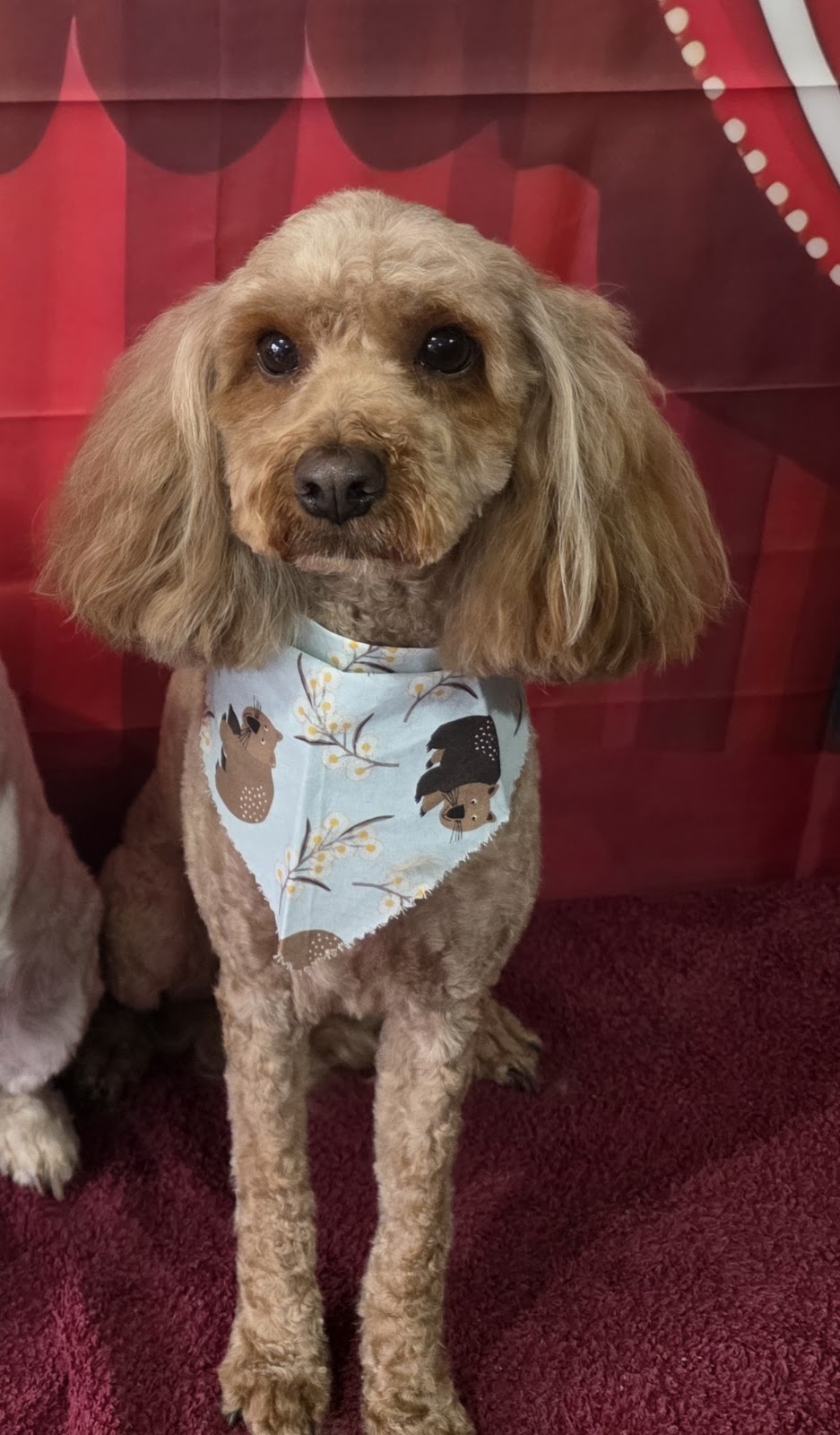 Prime Paws Grooming Salon | 600 Bitcon Rd, Toolamba West VIC 3614, Australia | Phone: 0411 782 190