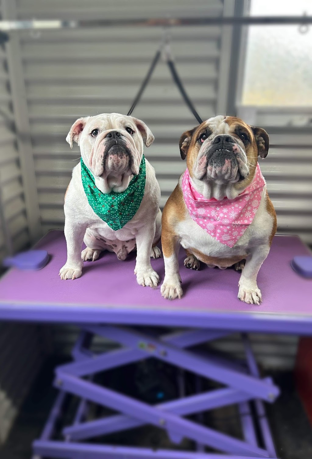 Murphy and Me Dog Grooming | 7 Bell St, Seville VIC 3139, Australia | Phone: 0424 012 033