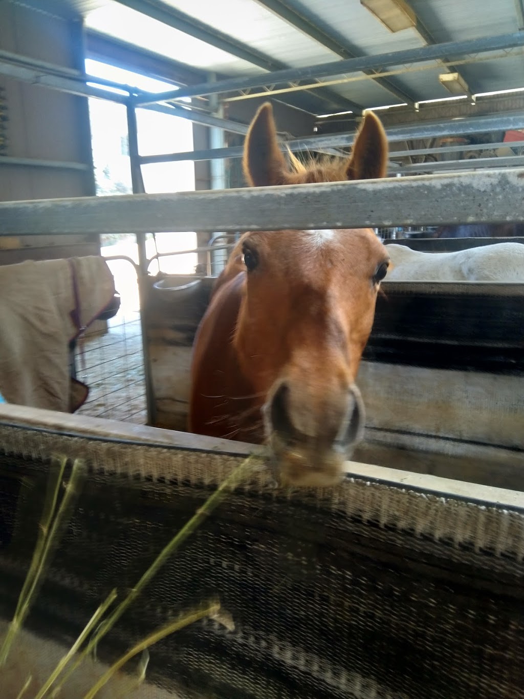 Stromlo Equestrian Centre | 912 Cotter Rd, Canberra ACT 2611, Australia | Phone: (02) 6288 1600