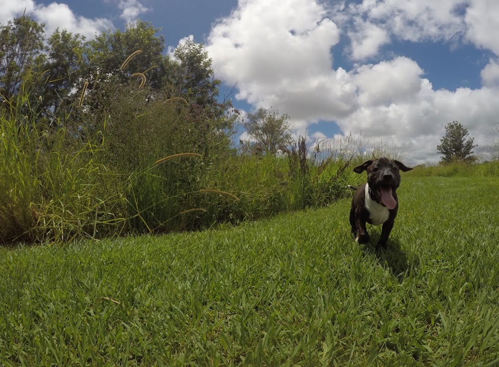 Hinterland Regional Fenced Agility Dog Park | Mudgeeraba QLD 4213, Australia