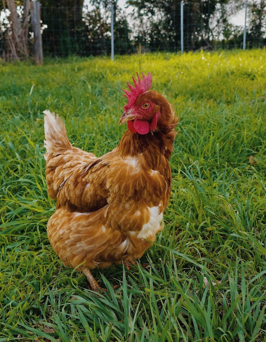 Grandvue Farm and Stay | 217 McAllisters Rd, Bilambil Heights NSW 2486, Australia | Phone: 0439 002 006