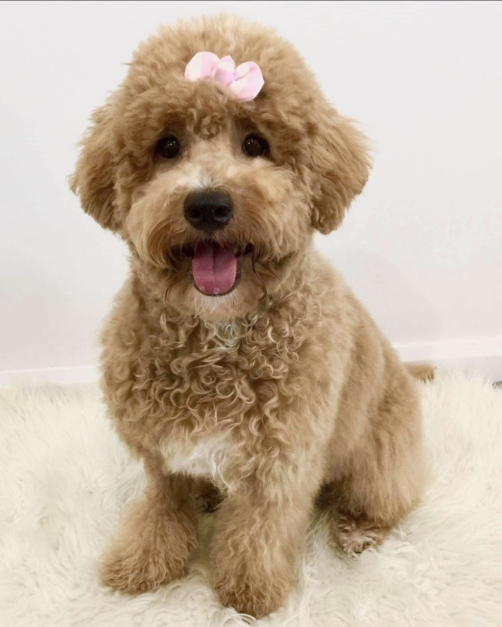 Danielles Dog Grooming | 20 Cambridge Cct, Yarrabilba QLD 4207, Australia | Phone: 0451 456 987