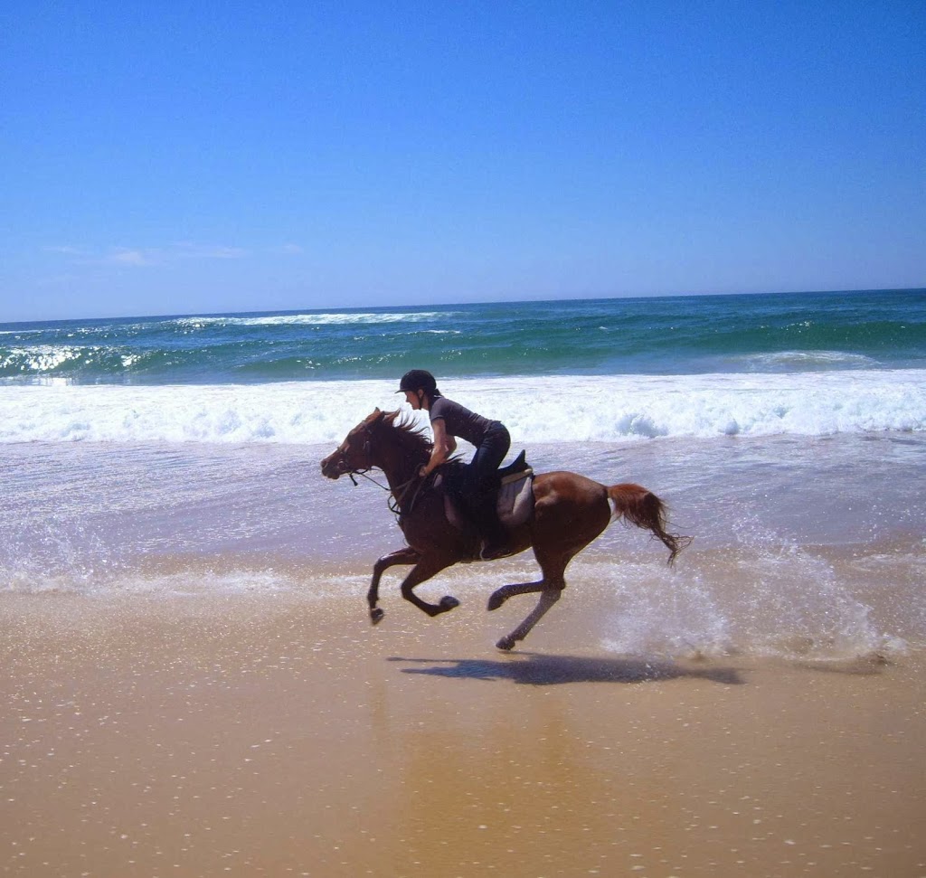 Southern Cross Horse Treks | travel agency | 322 Tipperary Rd, Lorne NSW 2439, Australia | 0265569604 OR +61 2 6556 9604