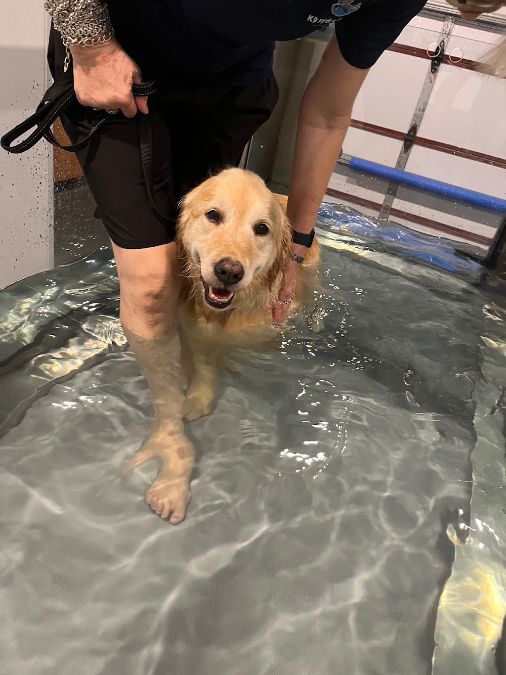 K9 Hydro Rehab and Conditioning | 40 Hoffschildt Dr, Currumbin Waters QLD 4223, Australia | Phone: 0424 879 445