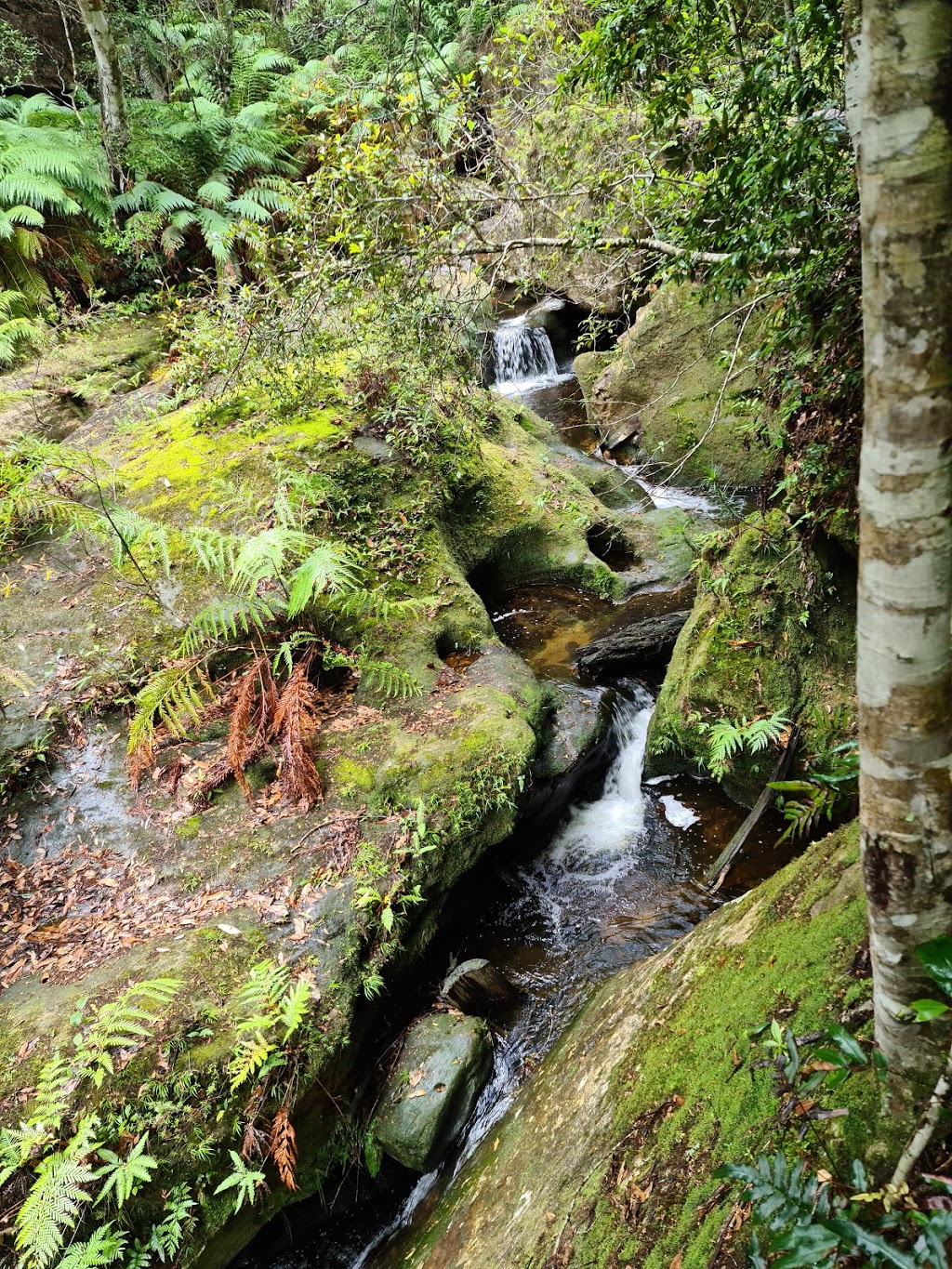 Grand Canyon Walking Track | Blue Mountains National Park, Evans Lookout Rd, Blackheath NSW 2785, Australia | Phone: (02) 4787 8877