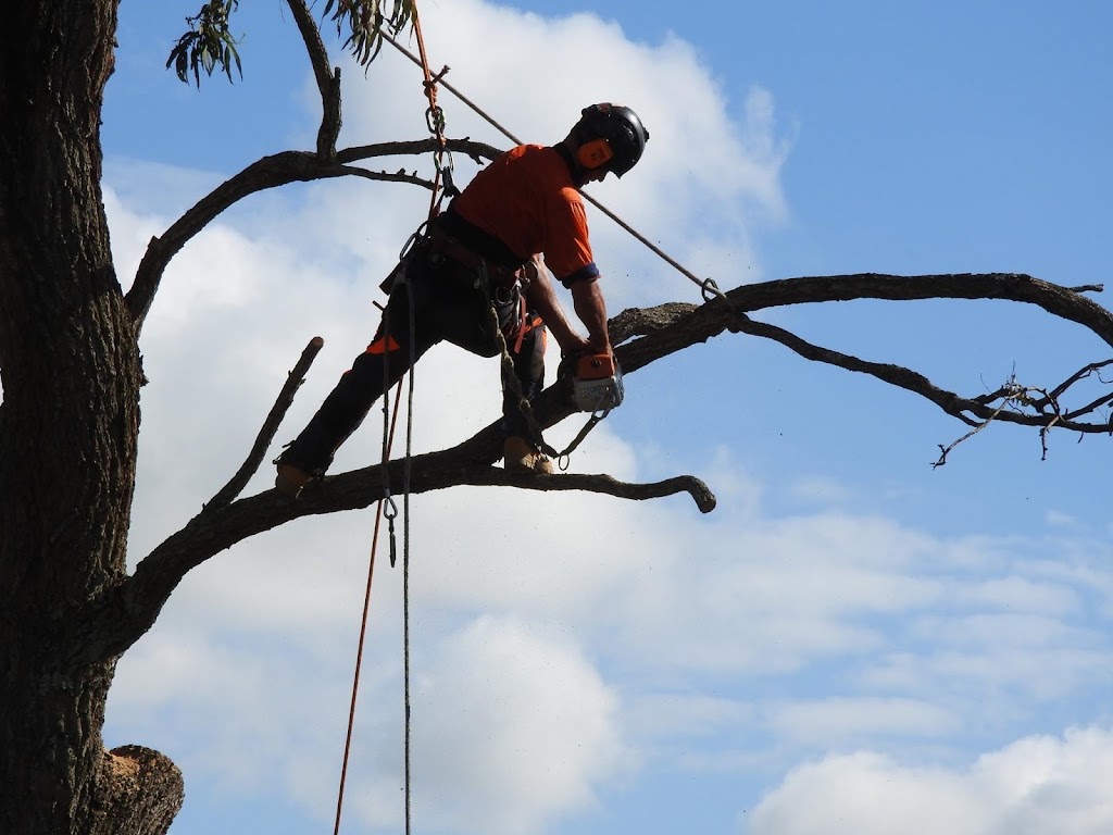 Seascape Vegetation Tree Services | 4 Coorella Cct, Port Macquarie NSW 2444, Australia | Phone: 0413 210 483