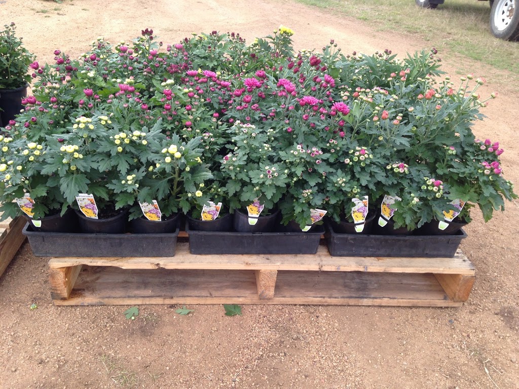 Bednarz Horticulture Wholesale Nursery | 218 Canningvale Rd, Warwick QLD 4370, Australia | Phone: 0419 281 471