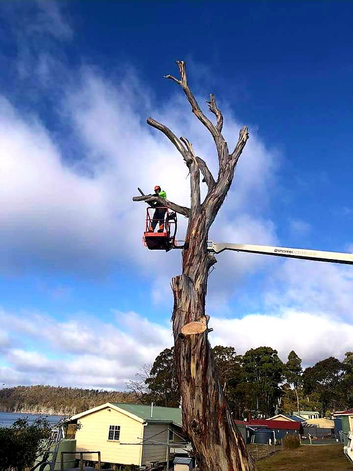 Treetec Tasmania Pty Ltd | 11 Pheasant Pl, Legana TAS 7277, Australia | Phone: 0407 855 171