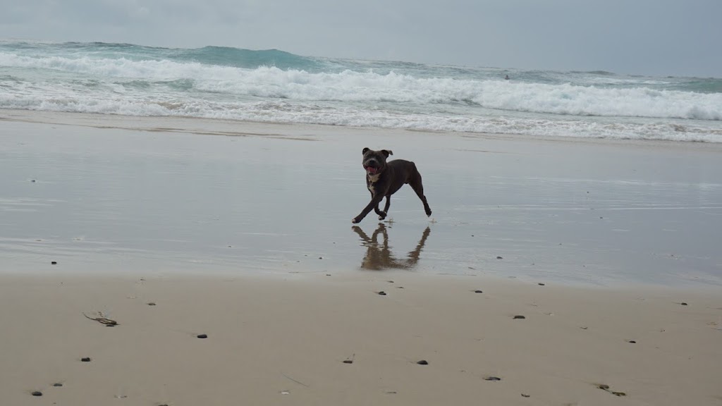 7 Mile Dog Exercise Beach | school | Lennox Head NSW 2478, Australia