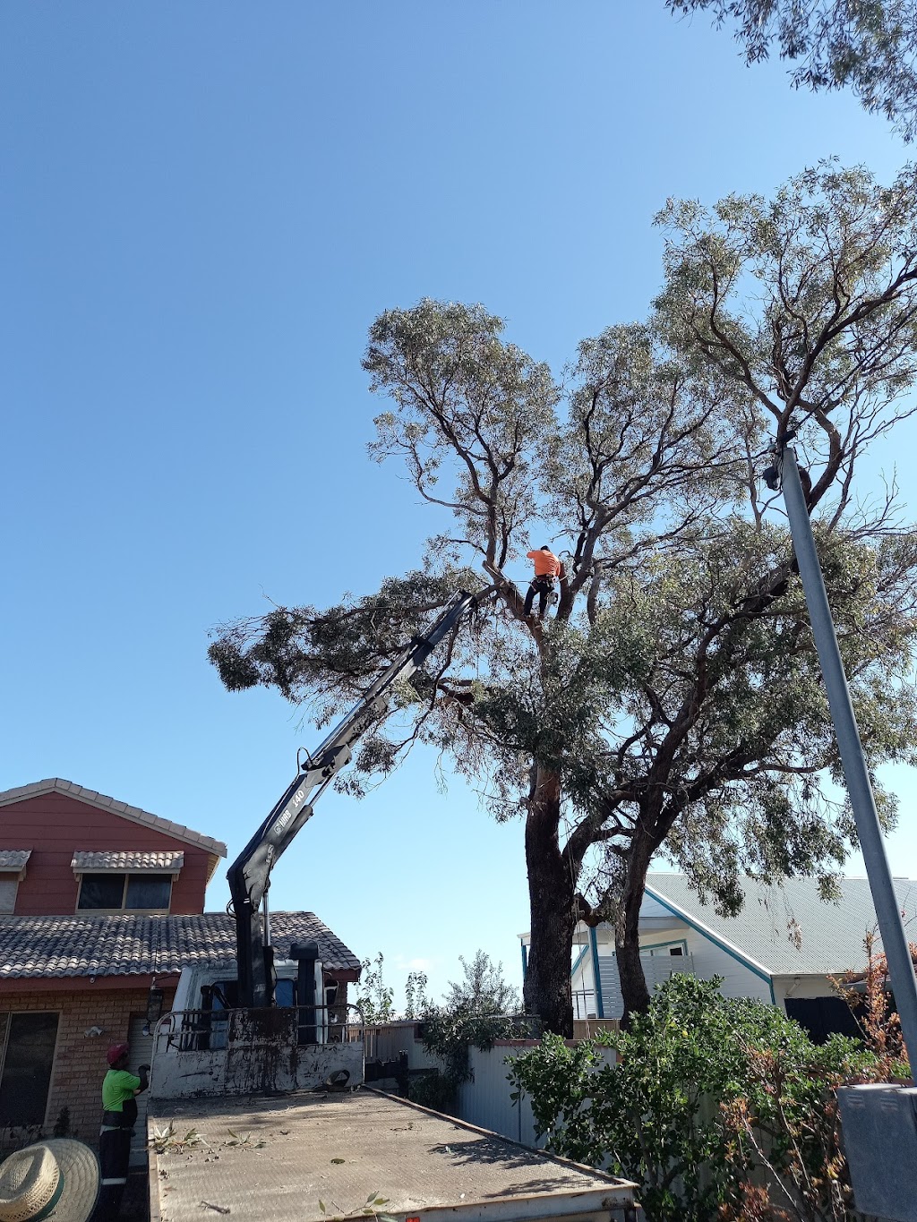 Tree Services Perth - Treeze | 173 Crawford St, East Cannington WA 6107, Australia | Phone: 0474 381 684