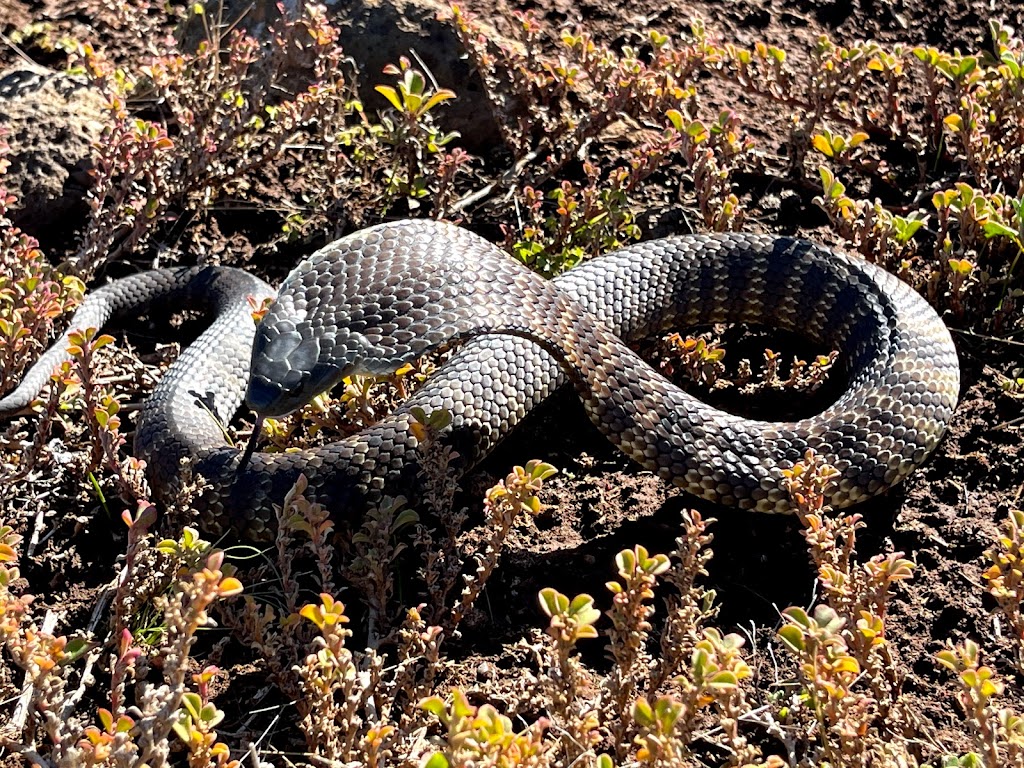 Stewy The Snake Catcher | 278 Ballan Rd, Wyndham Vale VIC 3024, Australia | Phone: 0413 277 588