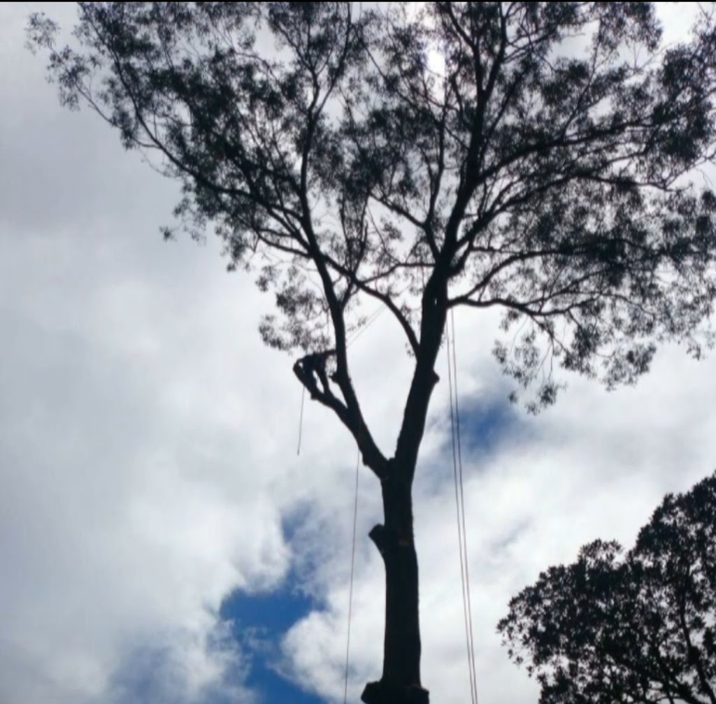 Silver Fern Tree Services | Phar Lap Cct, Port Macquarie NSW 2444, Australia | Phone: 0401 806 329