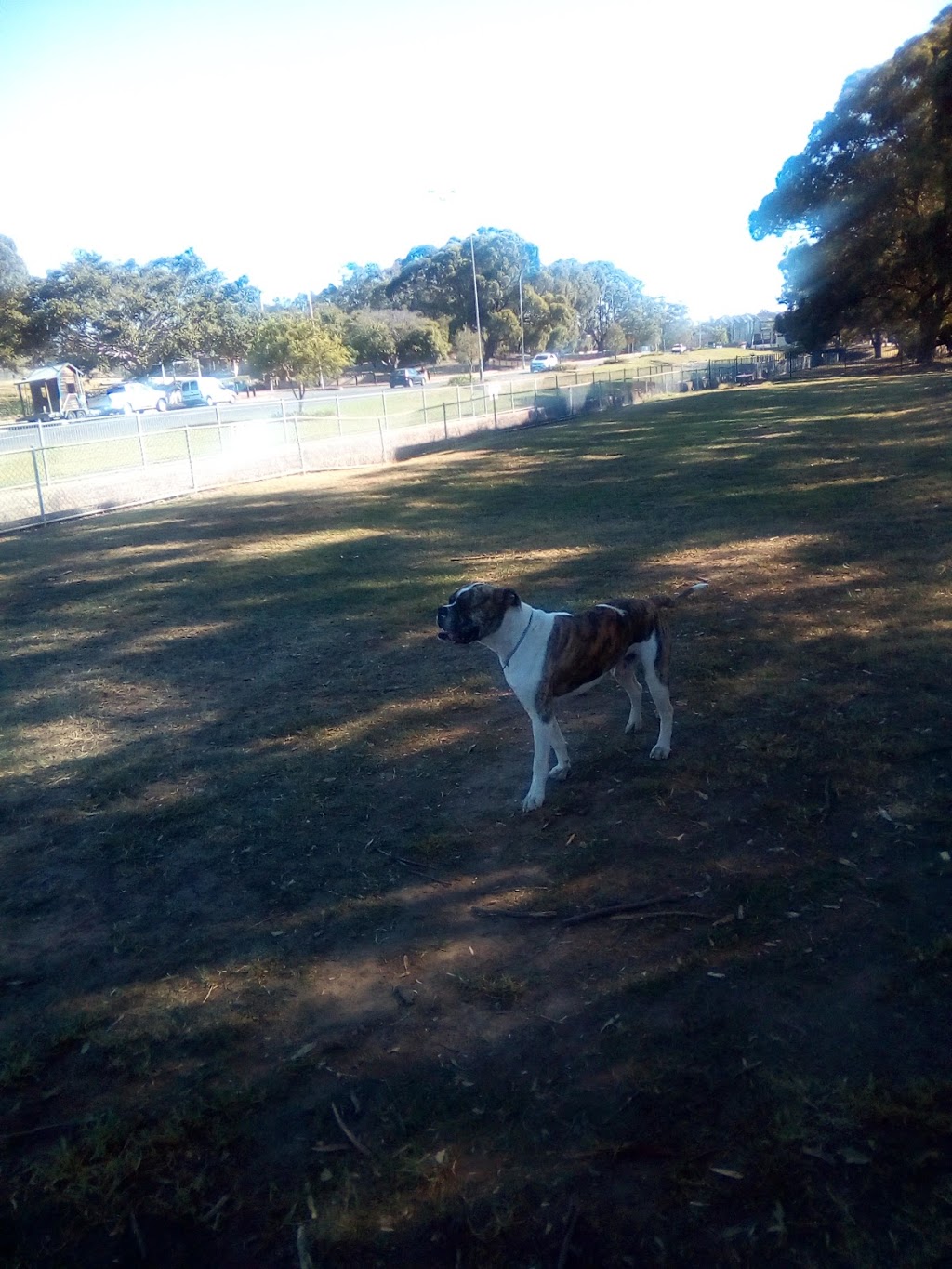 Dog Park | park | 17/19 Kylie Parade, Punchbowl NSW 2196, Australia