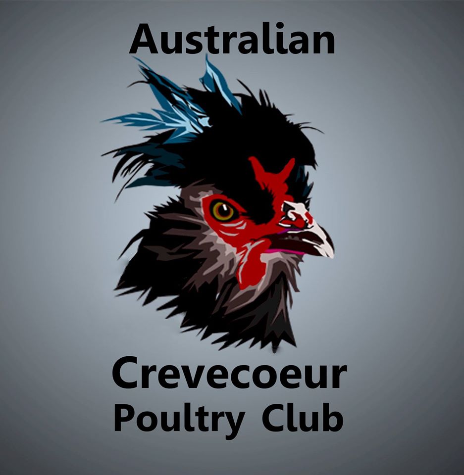 Australian Crevecoeur Poultry Club | 6 Jones Rd, Eagle Point VIC 3878, Australia | Phone: 0481 855 185