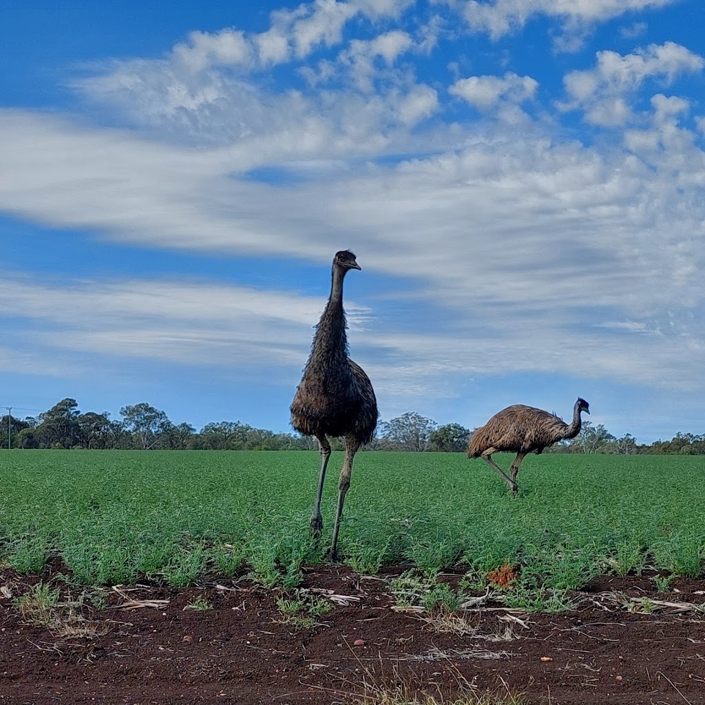 McMasters General Permission Area | Gregory Developmental Rd, Clermont QLD 4721, Australia | Phone: (07) 4983 1211