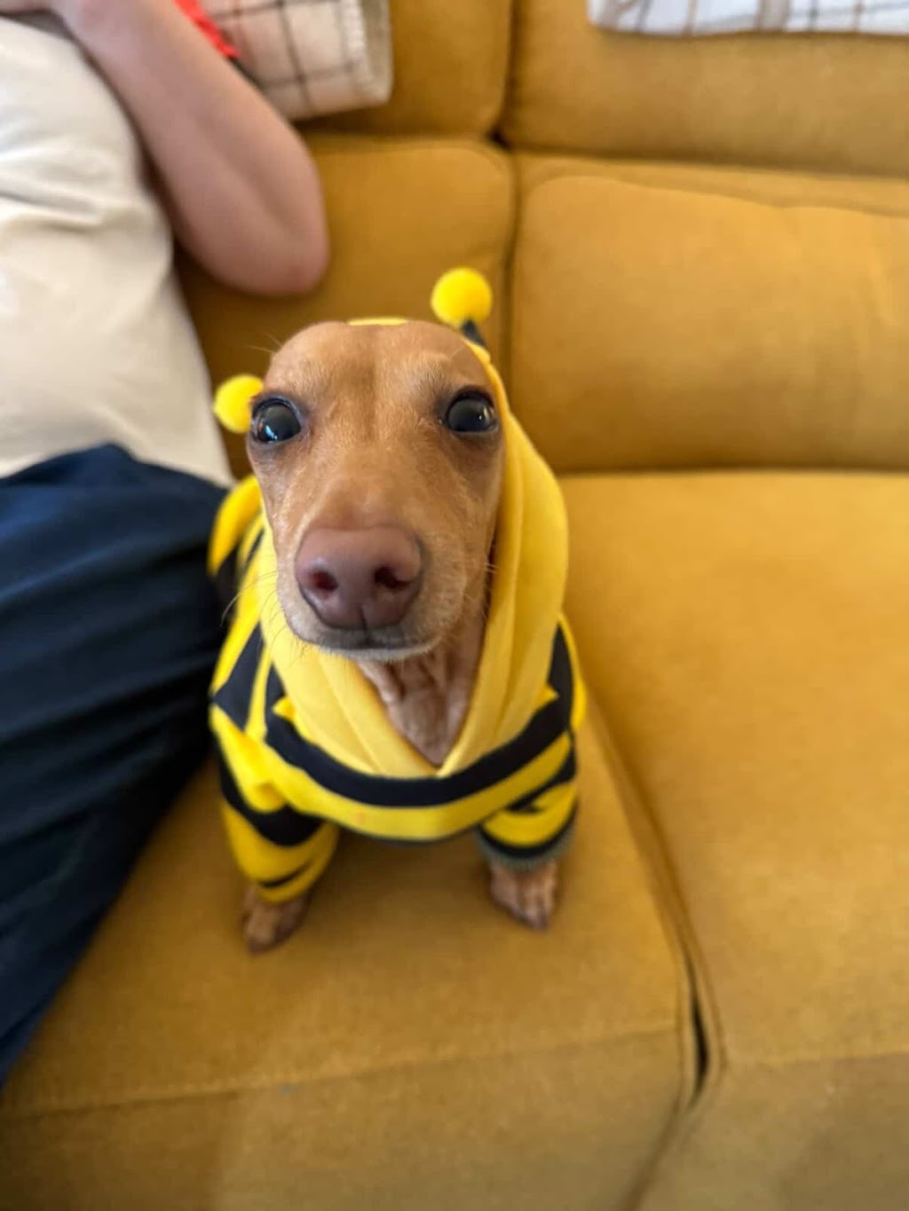 Hendricks and Maple | Great Western Hwy, Mount Victoria NSW 2786, Australia | Phone: 0422 617 897