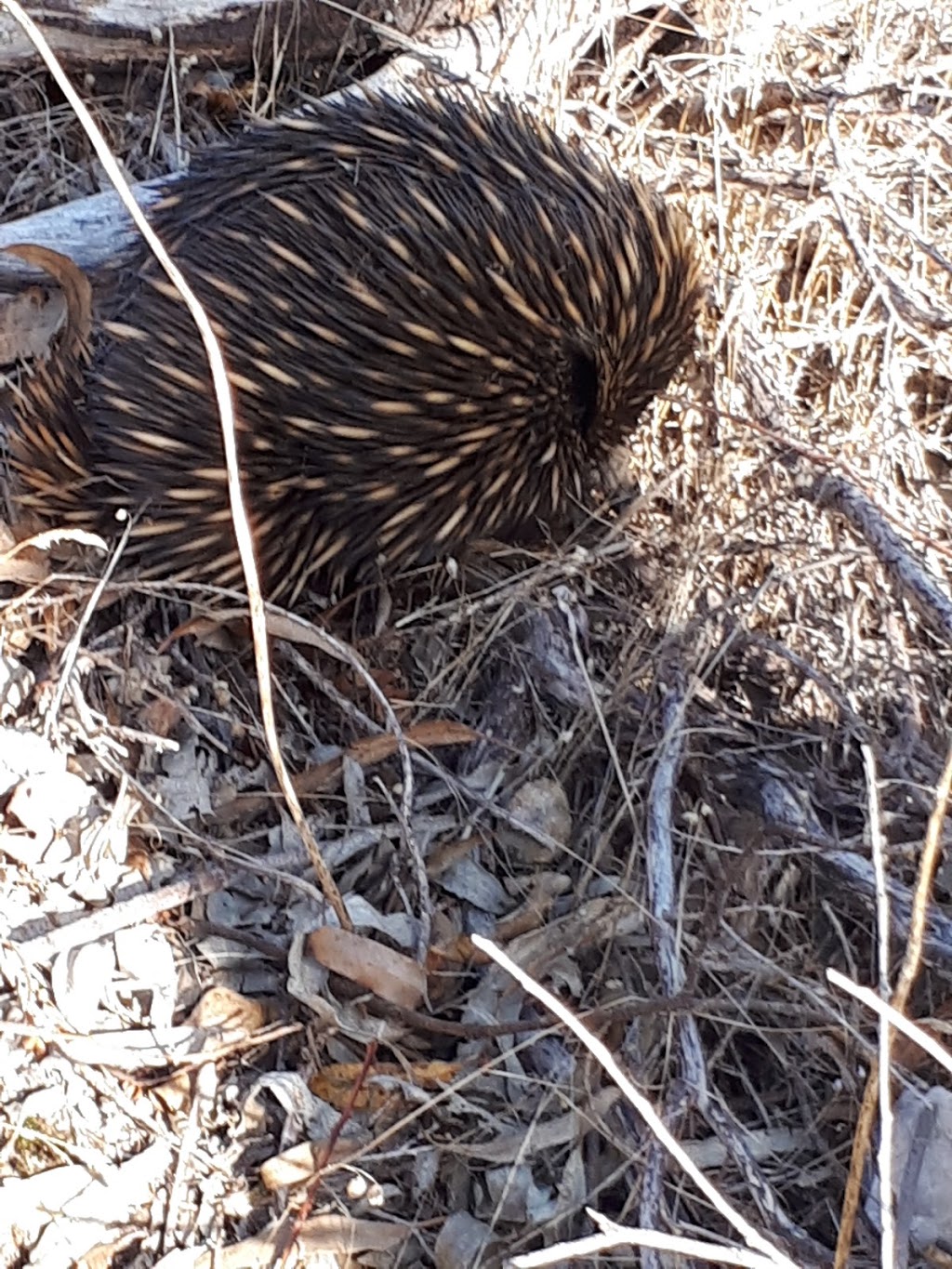 Spring Gully Conservation Park | Sawmill Rd, Sevenhill SA 5453, Australia