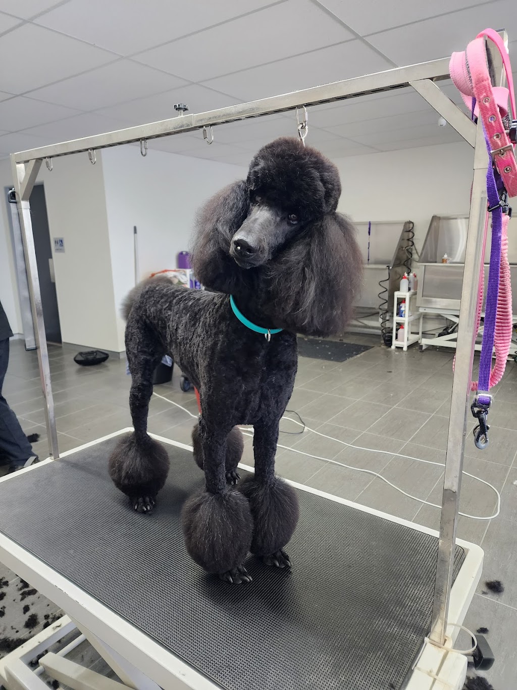 Picture Perfect Pets | shop 10 4/8 Walters St, Lowood QLD 4311, Australia | Phone: 0481 156 155