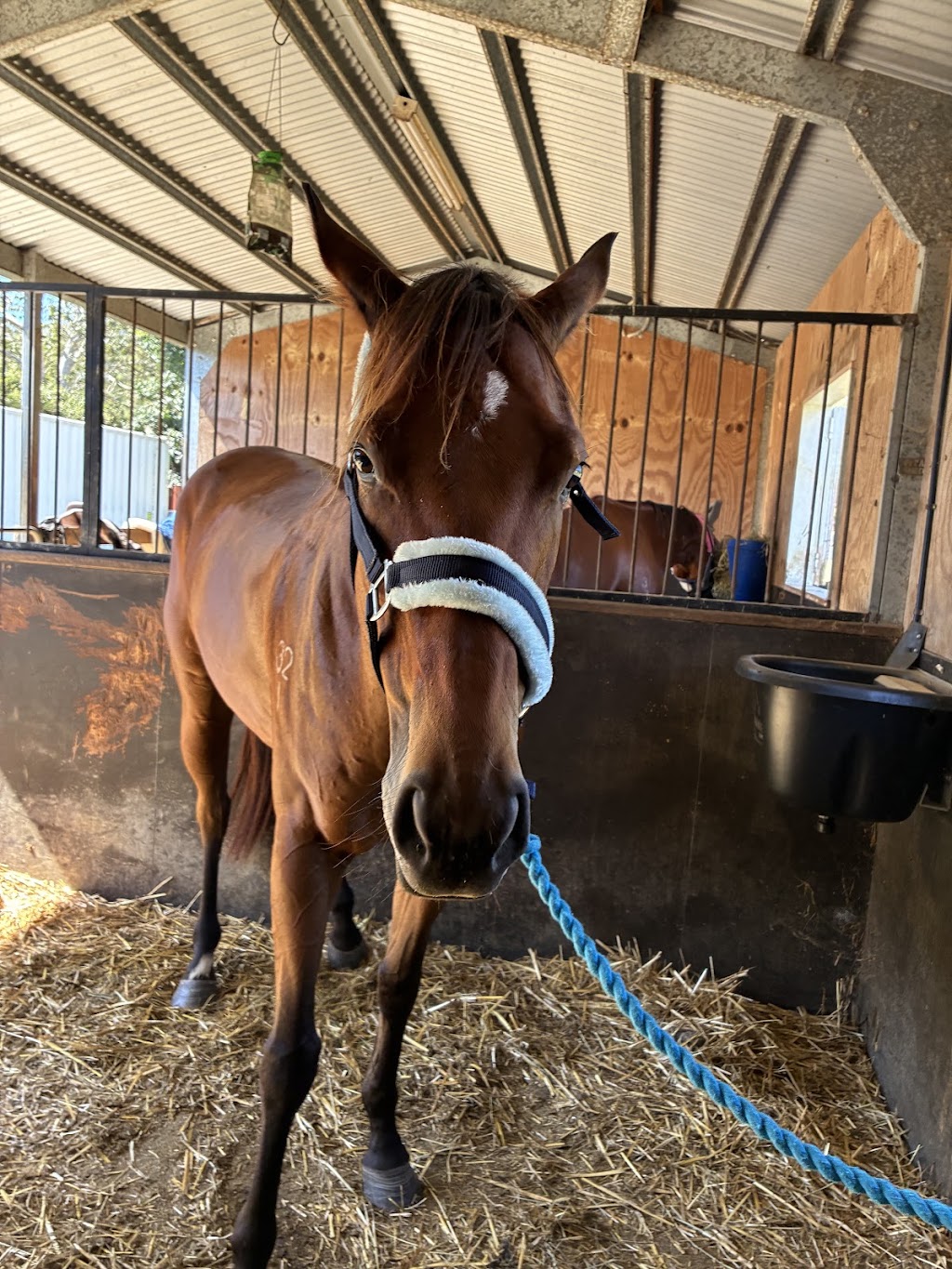 The Royal Palm Equine | 2450 Beaudesert Nerang Rd, Canungra QLD 4275, Australia | Phone: 0466 688 934