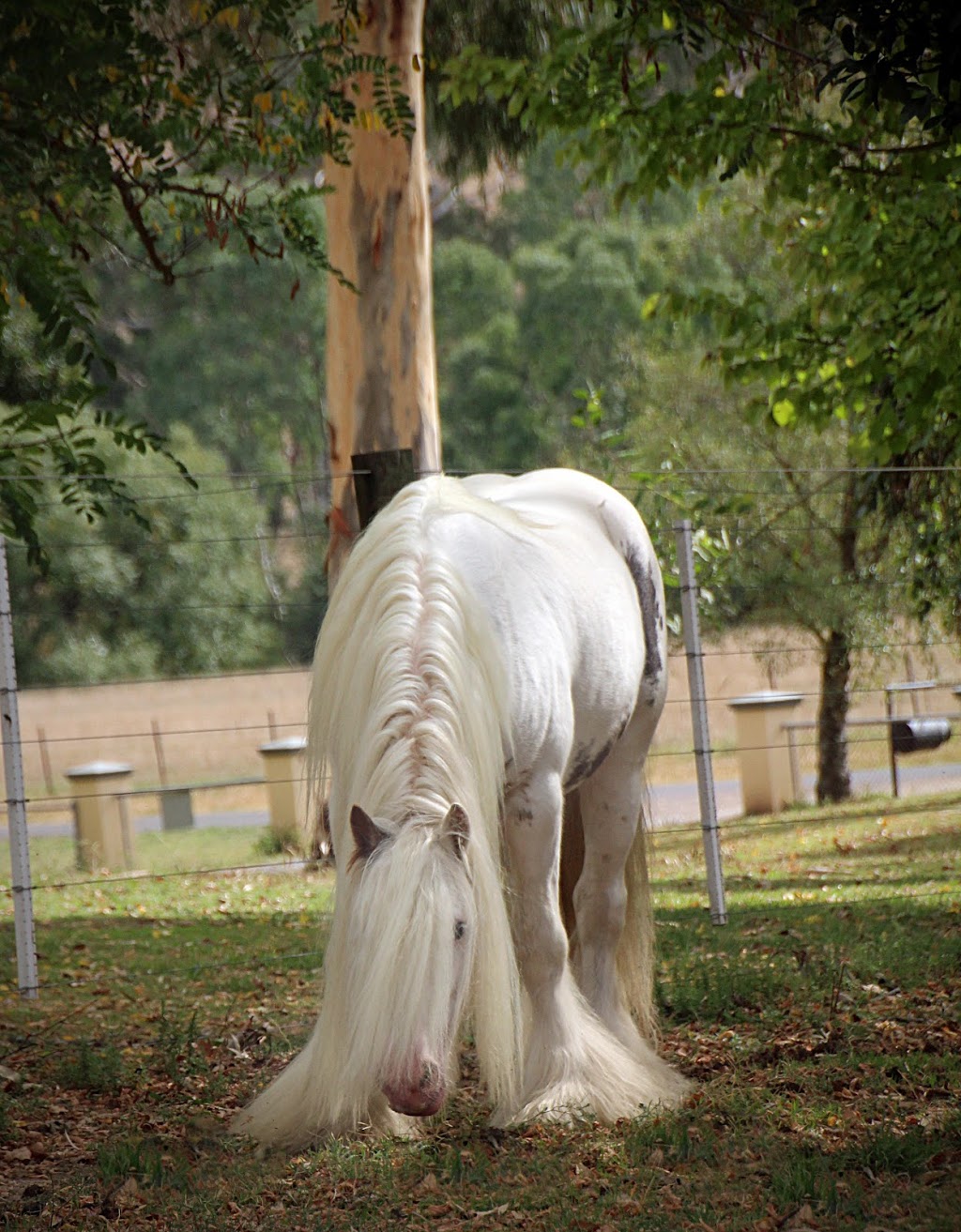 Smiths Gypsy Cobs | 310 Maintongoon Rd, Alexandra VIC 3714, Australia | Phone: 0427 525 348