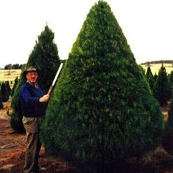 Coburg Christmas Trees | store | 75 Ohea St, Coburg VIC 3058, Australia | 0393541676 OR +61 3 9354 1676