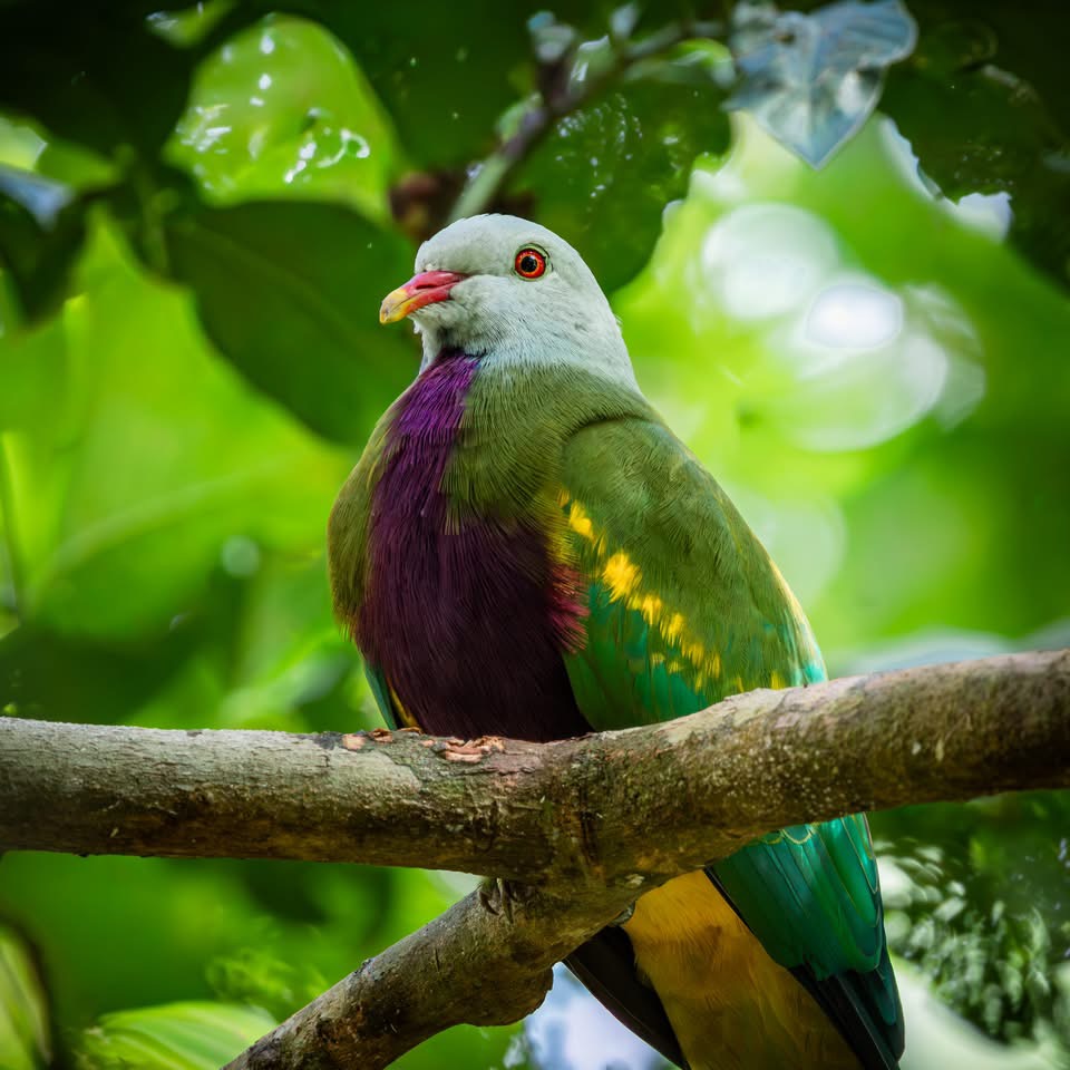 Fruit Dove Cottage | Church House Rd, Perseverance QLD 4352, Australia | Phone: 0418 701 940