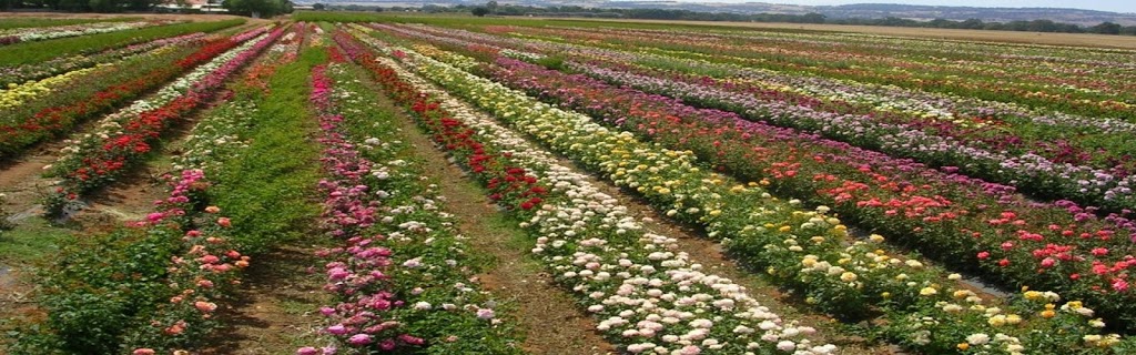 The Rose Company | florist | ., Ward Belt SA 5118, Australia | 0885221740 OR +61 8 8522 1740