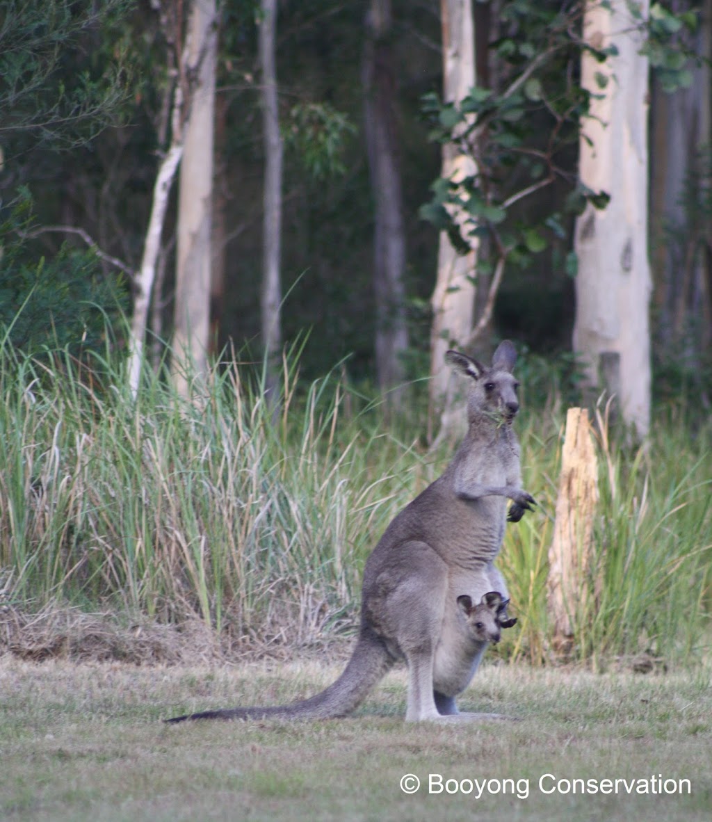 Booyong Conservation Retreat | lodging | 676 Comboyne Rd, Byabarra NSW 2446, Australia | 0422627026 OR +61 422 627 026