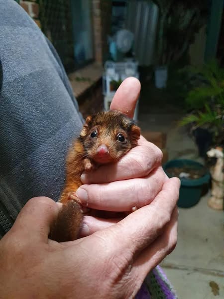 Wildlife Rescue in Redlands Queensland and Surrounds | Fairview St, Victoria Point QLD 4165, Australia | Phone: 0432 108 419