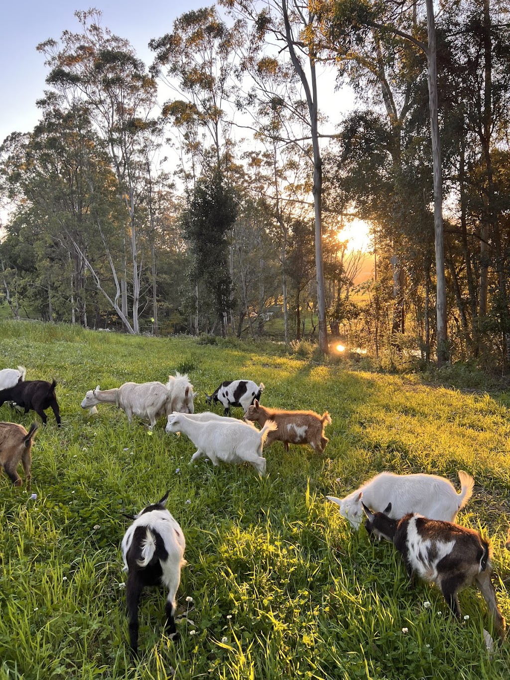 Bonville Creek Farm | 335B Crossmaglen Rd, Bonville NSW 2450, Australia | Phone: 0493 208 535 Bonville Creek Farm | 335B Crossmaglen Rd, Bonville NSW 2450, Australia | Phone: 0493 208 535