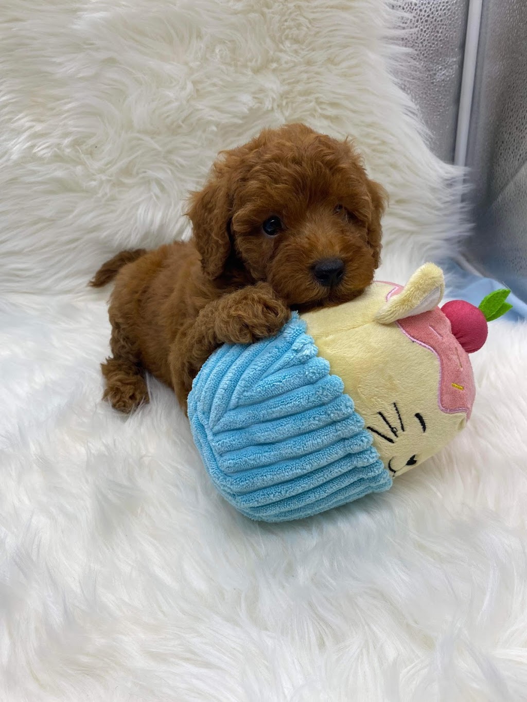 Serenity Bay Puppies | Main Green Swamp Rd N, Churchable QLD 4311, Australia | Phone: 0421 823 422