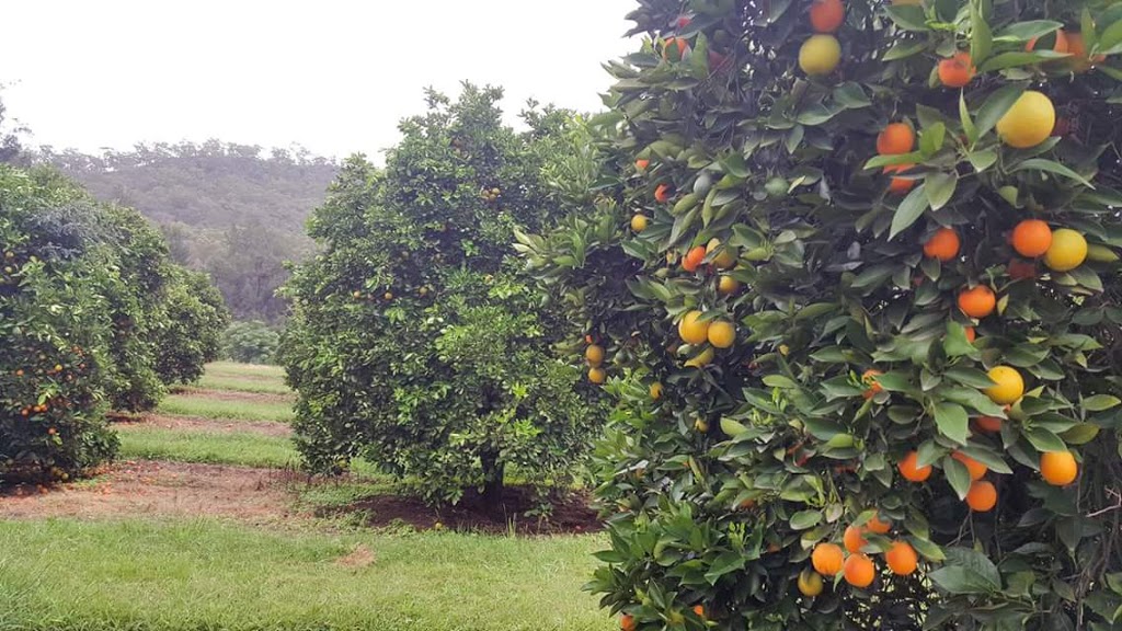 Hillsdale Citrus Orchard |  | 380 Thompsons Rd, Milbrodale NSW 2330, Australia | 0265745173 OR +61 2 6574 5173