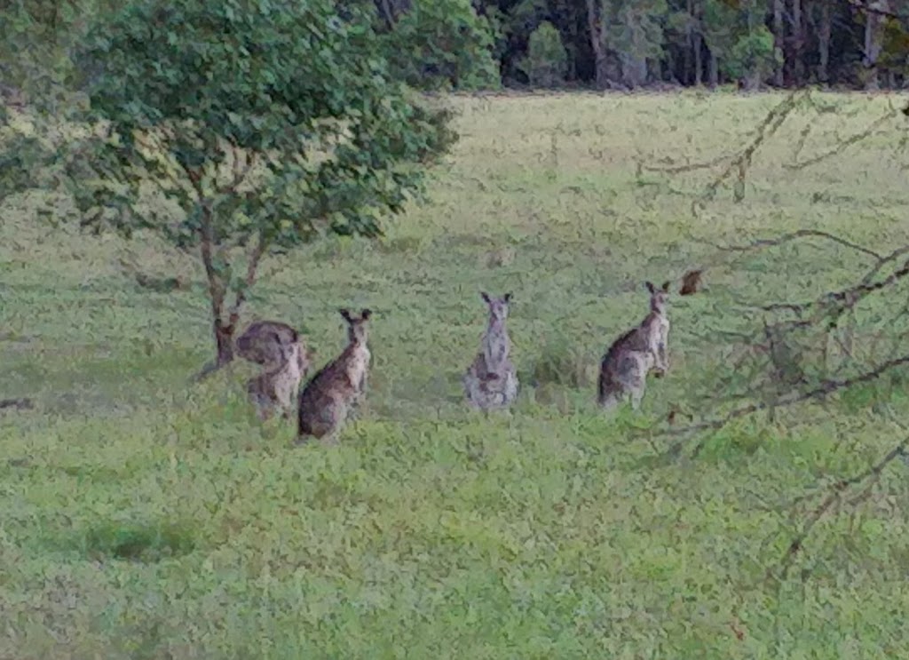 Racecourse Lane Wines | 28 Racecourse Ln, Pokolbin NSW 2320, Australia | Phone: 0408 242 490