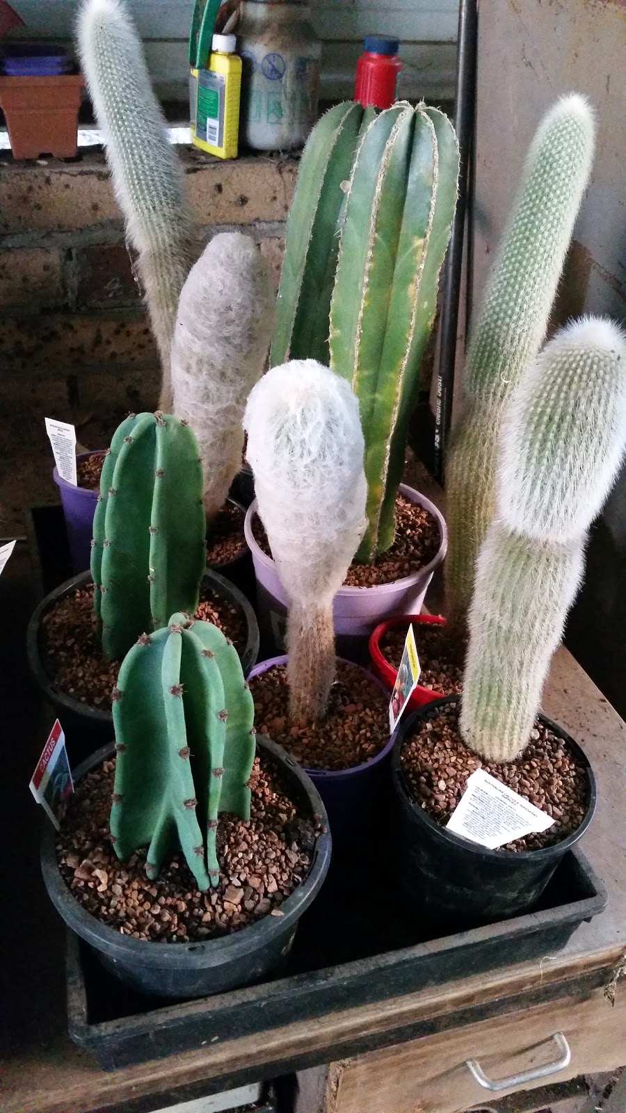 Australian Cactus & Succulent Supplies PTY LTD | 341 Alderley Ln, Booral NSW 2425, Australia | Phone: 0490 351 673