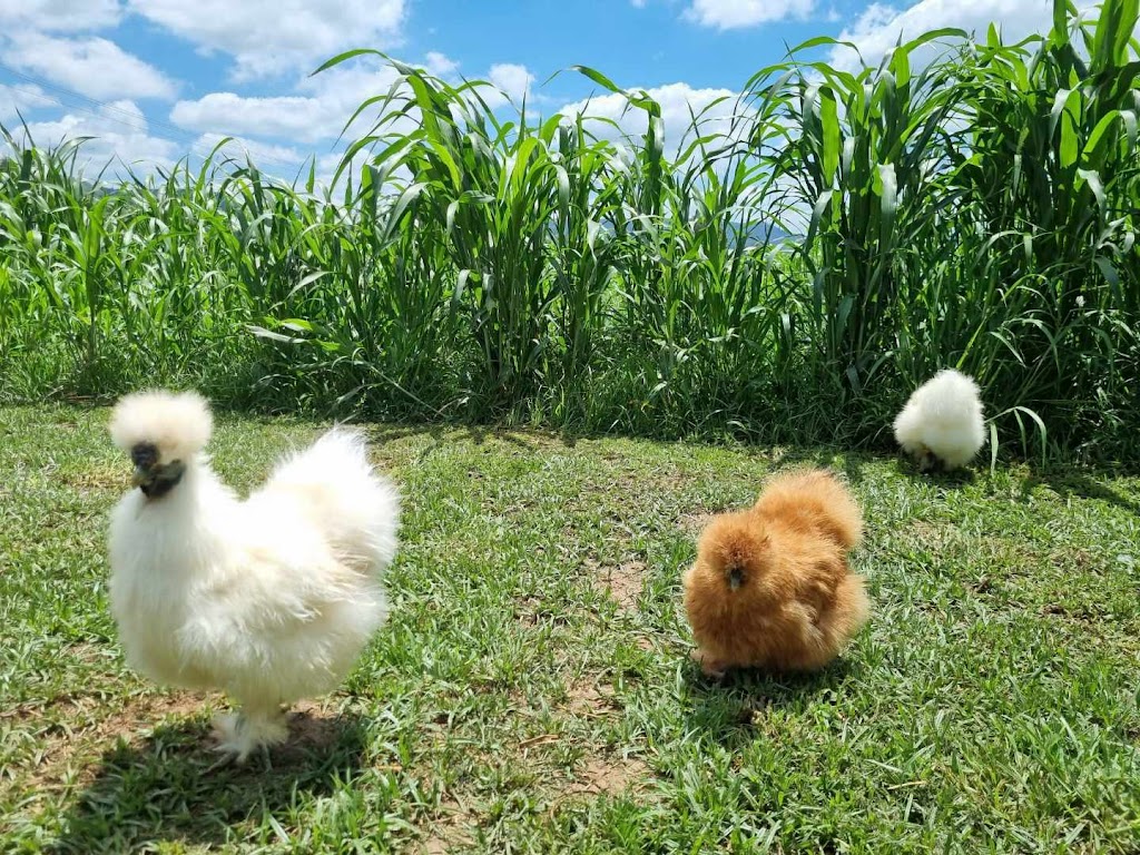 Four Bees in a Pod | Gatton QLD 4343, Australia | Phone: 0481 385 055